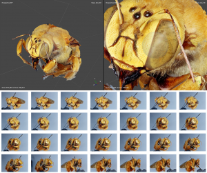 2D and 3D photos of Bees downloaded from BISS abstract